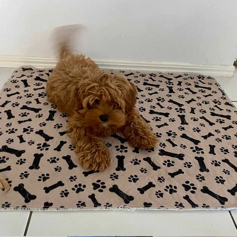 <h2>Puppy parents <strong>are talking.</strong></h2>